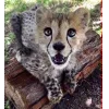 Стикер 52 Cheetahs