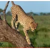Стикер 10 Cheetahs