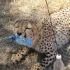Стикер 36 Cheetahs