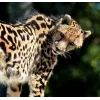 Стикер 17 Cheetahs