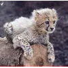 Стикер 53 Cheetahs