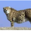 Стикер 55 Cheetahs