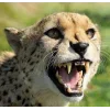 Стикер 40 Cheetahs