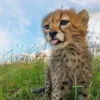 Стикер 51 Cheetahs