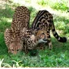 Стикер 33 Cheetahs
