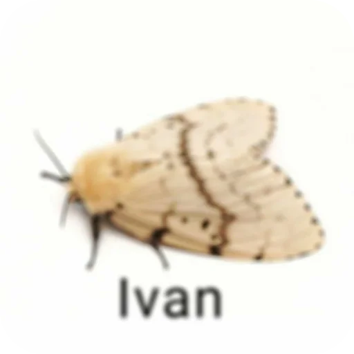 🐞 Стикер «Пїдарьоніш» для Telegram