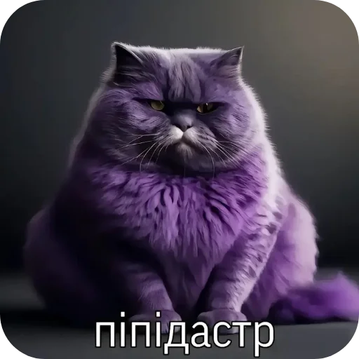 🐱 Стикер «Пїдарьоніш» для Telegram