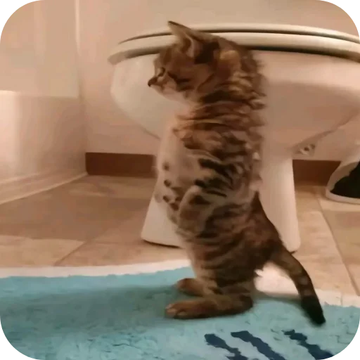 🐱 Стикер «Пїдарьоніш» для Telegram