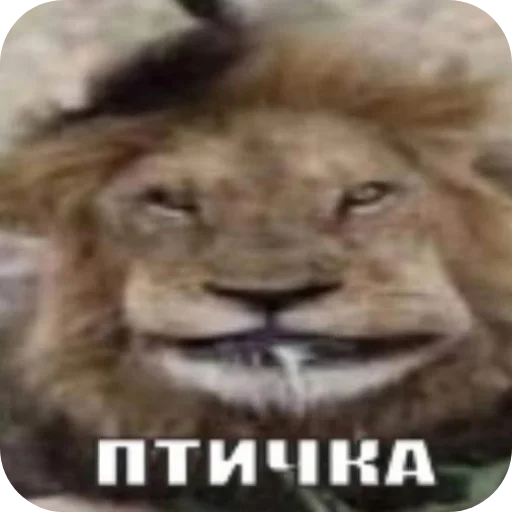 👍 Стикер «Пїдарьоніш» для Telegram
