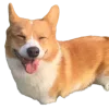 🤩 Эмодзи «Chibimaru and friends» для Telegram