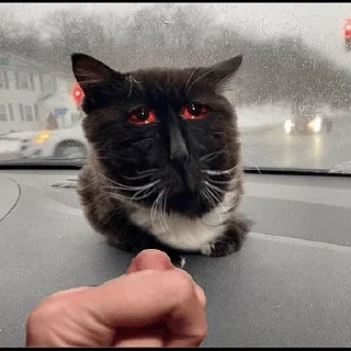 Стикер 44 Чмоня