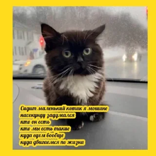 Стикер 53 Чмоня