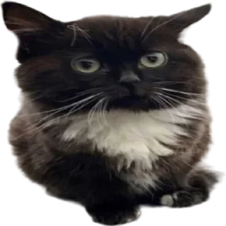 Стикер 2 Чмоня