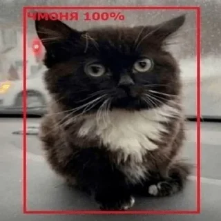 Стикер 9 Чмоня