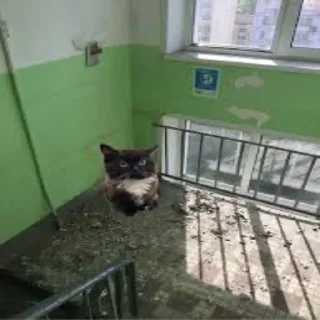 Стикер 48 Чмоня