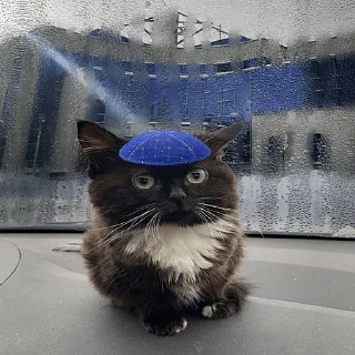 Стикер 5 Чмоня