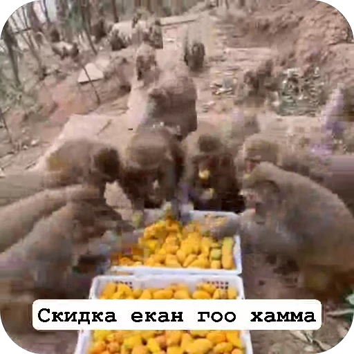 🌟 Стикер «sawastik» для Telegram