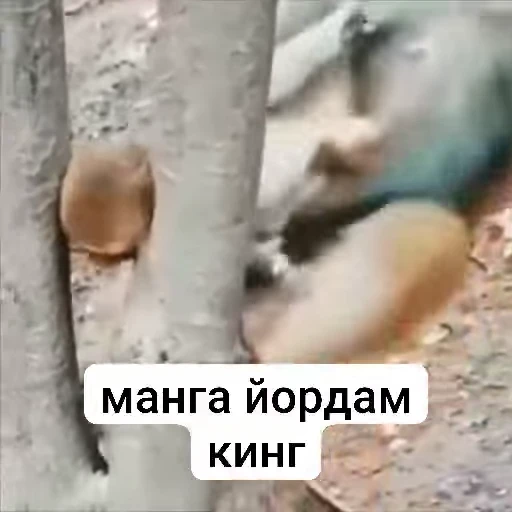 🌟 Стикер «sawastik» для Telegram