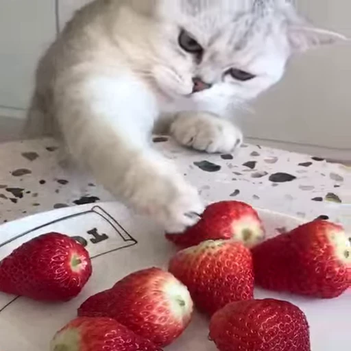🌟 Стикер «sawastik» для Telegram
