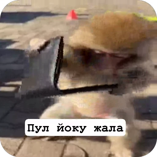 🪙 Стикер «sawastik» для Telegram