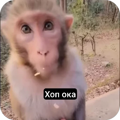 🌟 Стикер «sawastik» для Telegram