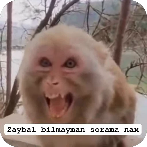 🌟 Стикер «sawastik» для Telegram