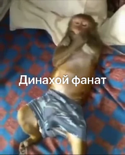 🤩 Стикер «sawastik» для Telegram