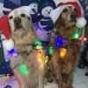 Стикер 24 Новогодние Собаки