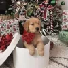 Стикер 6 Новогодние Собаки