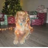Стикер 22 Новогодние Собаки