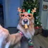 Стикер 20 Новогодние Собаки