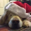 Стикер 3 Новогодние Собаки