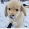 Стикер 47 Новогодние Собаки