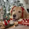 Стикер 25 Новогодние Собаки
