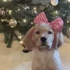 Стикер 29 Новогодние Собаки