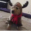 Стикер 30 Новогодние Собаки