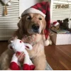 Стикер 31 Новогодние Собаки