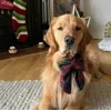 Стикер 34 Новогодние Собаки