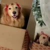 Стикер 8 Новогодние Собаки
