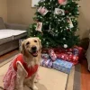 Стикер 12 Новогодние Собаки
