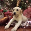 Стикер 17 Новогодние Собаки