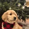Стикер 28 Новогодние Собаки
