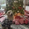 Стикер 14 Новогодние Собаки