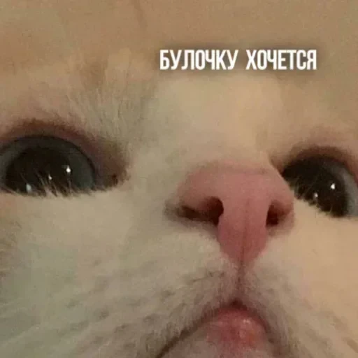 🥐 Стикер «Эта што» для Telegram