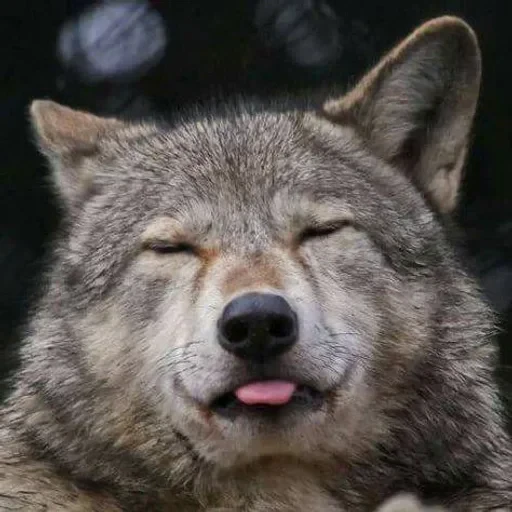 🌟 Стикер «Wolfs» для Telegram
