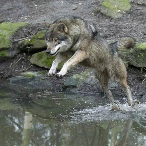 🌟 Стикер «Wolfs» для Telegram