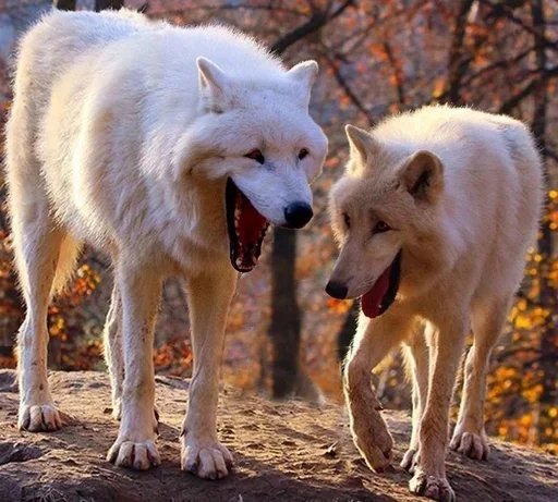 🌟 Стикер «Wolfs» для Telegram