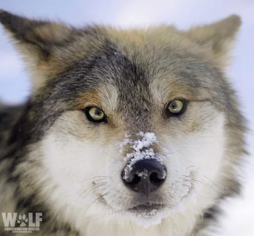 ❄️ Стикер «Wolfs» для Telegram