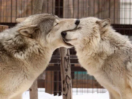 🌟 Стикер «Wolfs» для Telegram