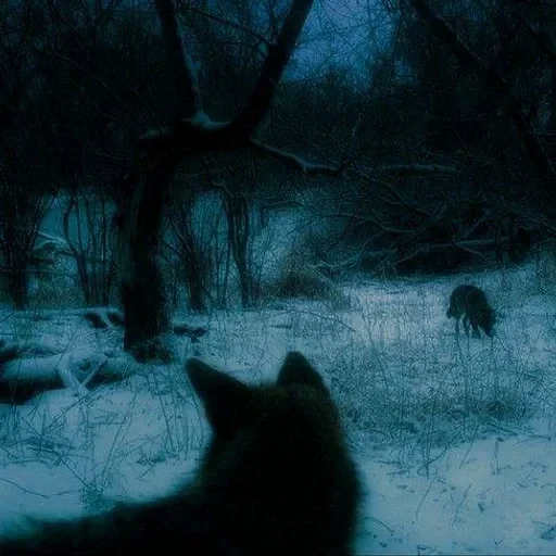 🌟 Стикер «Wolfs» для Telegram